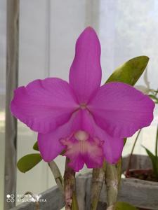 <i>Cattleya</i> Sandra Orquisan-Mlm