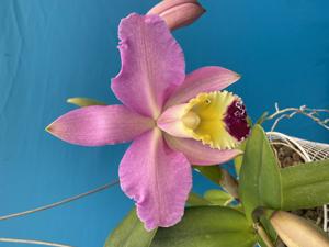 Cattleya Minucia
