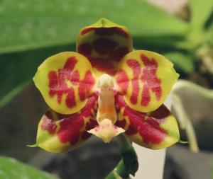 Phalaenopsis Miro Hime