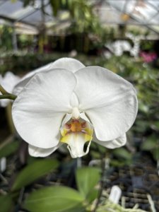 Phalaenopsis Tejas Spirit