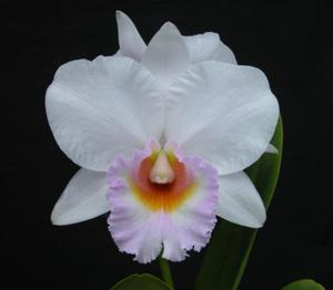 <i>Rhyncatlaelia</i> Katherine Mipro Fourroux