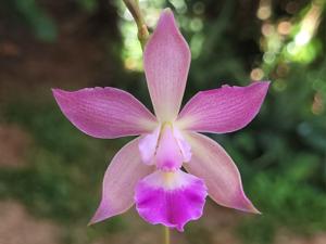 <i>Encylaelia</i> Clelia Tirabassi
