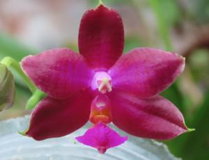 Phalaenopsis Lea Marie Salazar