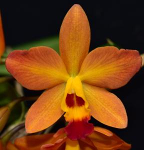 <i>Cattlianthe</i> Cynthia's Treat