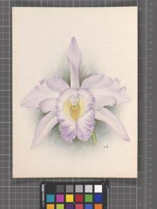 Rhyncholaeliocattleya Marguerite Fournier