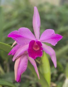 Cattleya Eximia