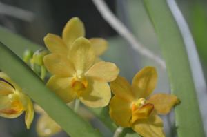 Aranda Chao Praya Sunrise