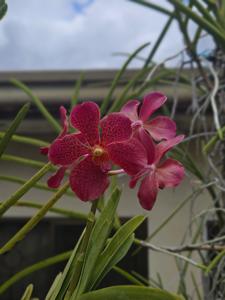 Aranda Singapore Convention on Mediation