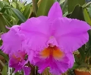<i>Rhyncholaeliocattleya</i> Magenta Lady