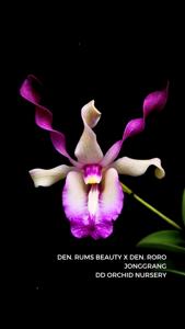 <i>Dendrobium</i> Alana