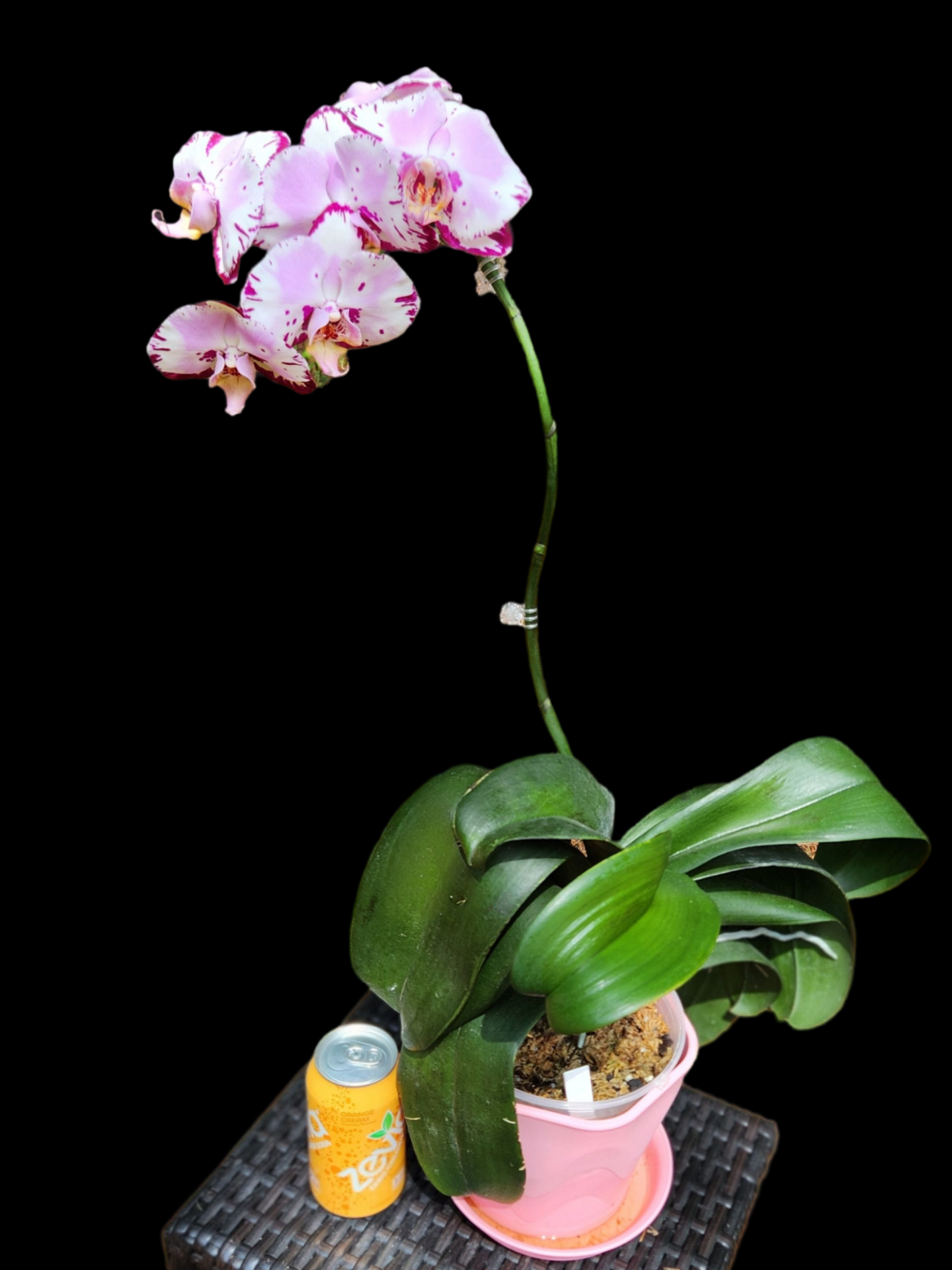 Phalaenopsis Magic Art