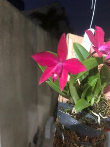 Cattleya Alpha Burgundy