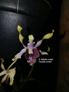 Dendrobium Maluku Indah