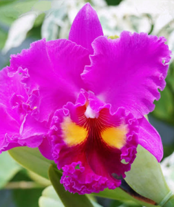 <i>Rhyncholaeliocattleya</i> Hwa Yuan Eye