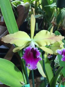 Cattleya Gaston Doin