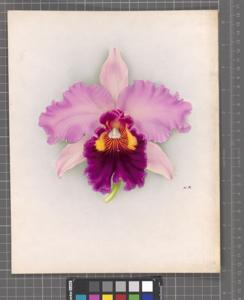 <i>Rhyncholaeliocattleya</i> John Linford