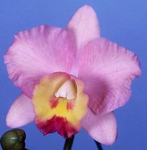 <i>Cattleya</i> Joanne