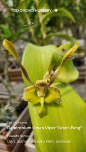 Dendrobium Green Viper