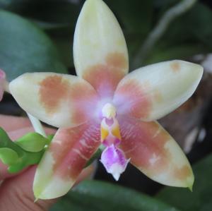 Phalaenopsis CTL Ambo Tetralacea