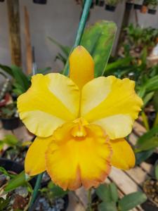 <i>Rhyncattleanthe</i> Moon Star