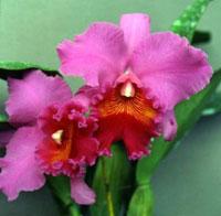 <i>Rhyncholaeliocattleya</i> Edwin Hausermann