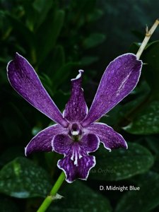 <i>Dendrobium</i> Midnight Blue