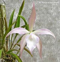 Brassocattleya Flyboy Jimmy Lawson
