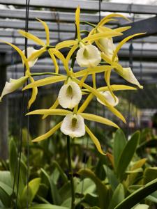 <i>Brassocattleya</i> Surprise Surprise