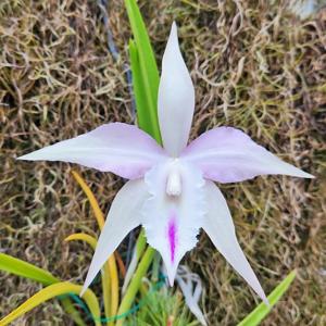 <i>Brassocattleya</i> Jamie XOXO