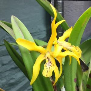 <i>Brassolaeliocattleya</i> Sweet Melody