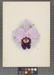 <i>Cattleya</i> Cassiope (1889)