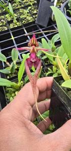 Bulbophyllum Kara Lee