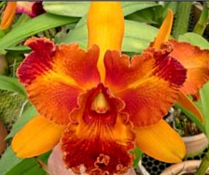Rhyncholaeliocattleya Nobile's Wildfire