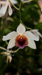 <i>Dendrobium</i> Tirta Asri