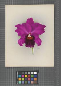 <i>Cattleya</i> Meulange