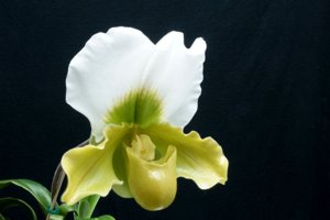 <i>Paphiopedilum</i> Yerba Buena