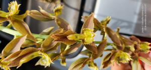 Catasetum Francisco Deusvando