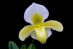 <i>Paphiopedilum</i> Cimabue