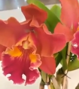 <i>Rhyncholaeliocattleya</i> Shirozu Erica