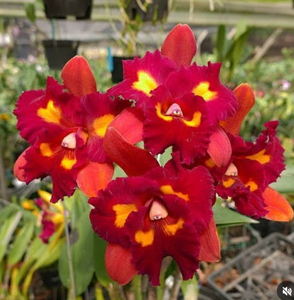 Rhyncattleanthe Jhong Sin Panda