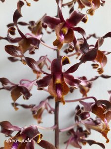 Dendrobium Sri Rejeki