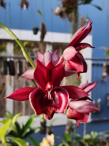 Catasetum Dreamboat