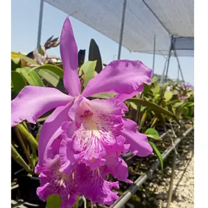 Cattleya dominiana