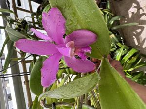 <i>Cattleya</i> x <i>duveenii</i>