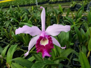 Cattleya irrorata