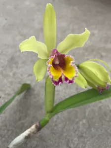 <i>Cattleya</i> Aurora (1905)