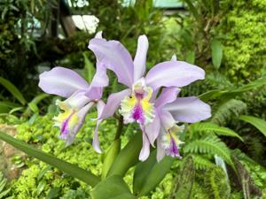 Cattleya Cyane