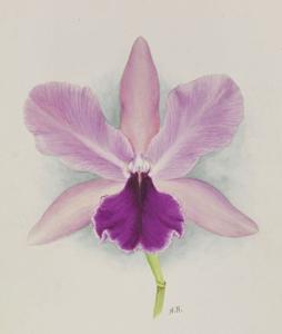 Cattleya Ella (1898)