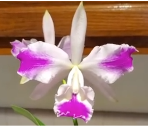 Cattleya Olivia (1)