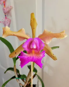 Cattleya Princesse Clémentine